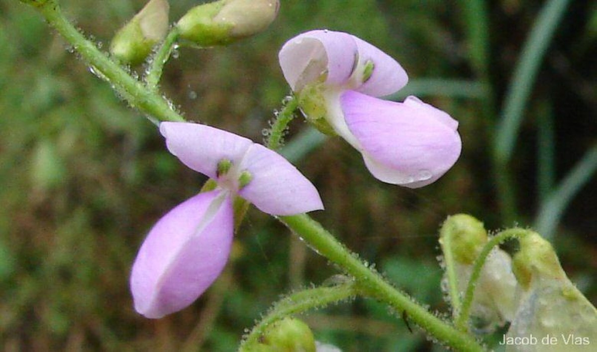 Desmodium uncinatum (Jacq.) DC.